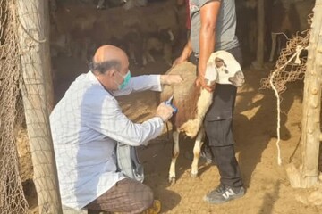 طرح واکسیناسیون رایگان تب برفکی در استان بوشهر آغاز شد