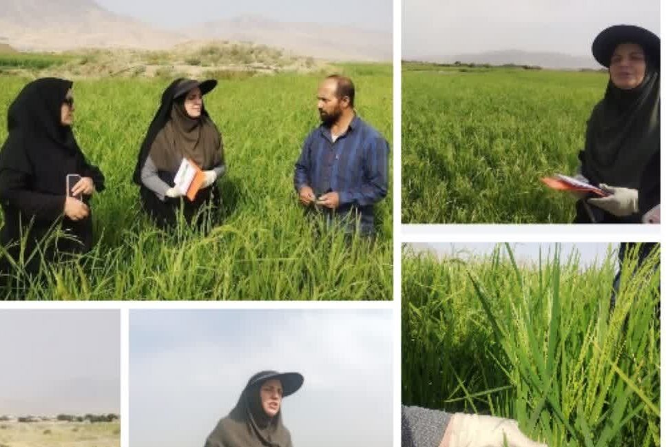 خشکه‌کاری برنج در دورود؛ گامی برای کاهش مصرف آب