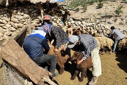واکسیناسیون ۲ هزار و ۸۵۰ رأس دام در اردوی جهادی دامپزشکی چرام