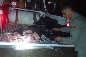 شکارچیان غیرمجاز گراز وحشی در دالاهو دستگیر شدند