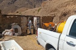 شریعتی: خدمات جهادی دامپزشکی در مناطق کم‌برخوردار ادامه دارد