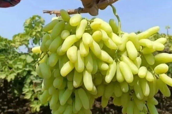 شیرینی انگور بردسکن زیر سایه کم‌آبی؛ باغداران چشم‌انتظار صنایع تبدیلی