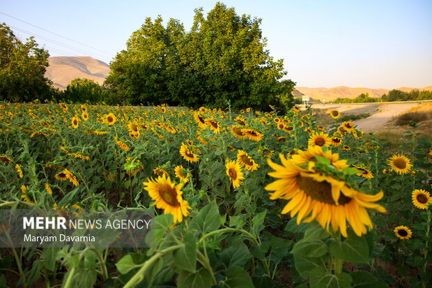 لرستان زیر سایه آفتابگردان