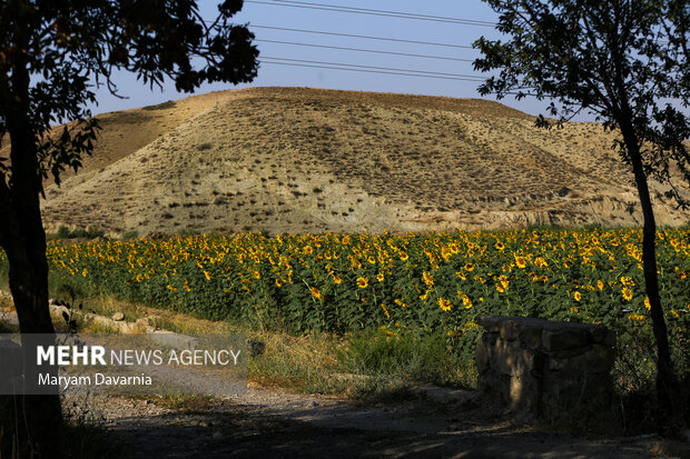 مزارع گل آفتابگردان در بجنورد