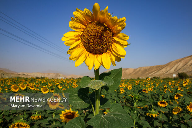 مزارع گل آفتابگردان در بجنورد