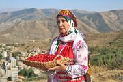 برگزاری نهمین دوره جشنواره زغال‌اخته در شهرستان کلیبر