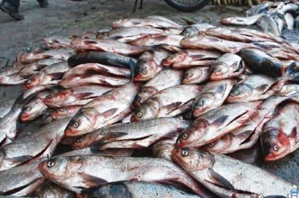 بررسی جامع: کشف ۲۰ هزار لیتر سوخت قاچاق و ۴ تن ماهی در سیریک | مهر - کد b830