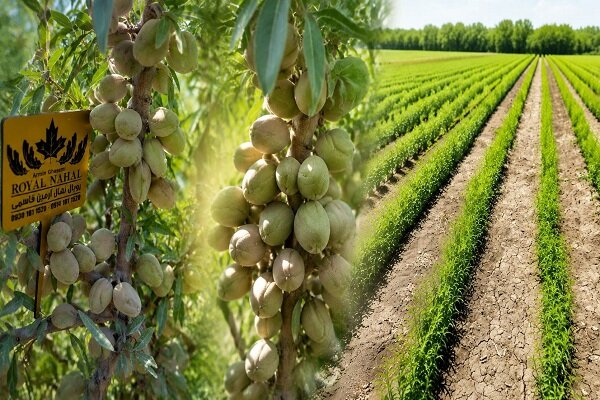 نهال بادام دیرگل و پربار؛ انتخاب هوشمندانه برای باغات کم‌آب
