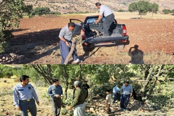 عملیات قطع و قاچاق بلوط در جنگل‌های کامیاران متوقف شد