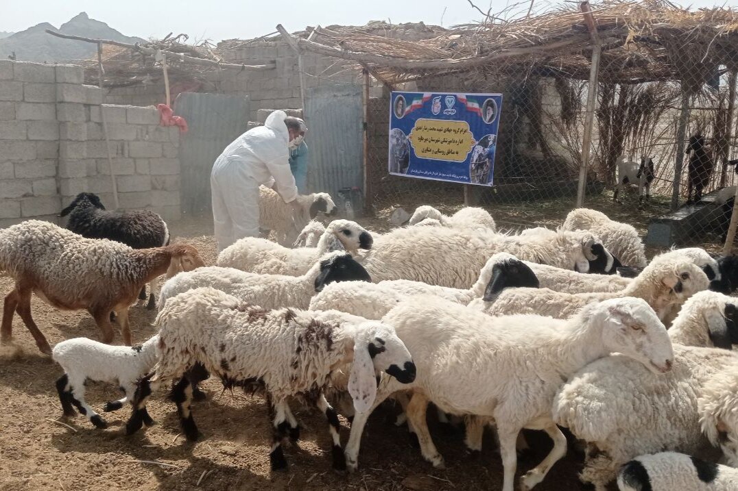 واکسیناسیون رایگان بیش از ۳ هزار رأس دام و قطعه طیور در میرجاوه