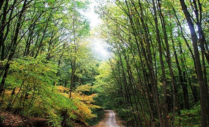 جنگل دشت شاد؛ مقصدی بکر برای طبیعت‌گردی مهیج