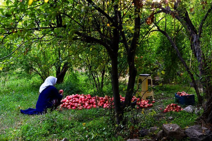 نبض تولید در روستاها با مهاجرت معکوس؛ فرصتی طلایی برای آبادانی محلات