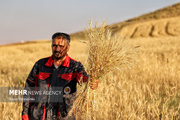 دغدغه گندم‌کاران ایلامی در آستانه فصل کشت پاییزه؛ مطالبات پرداخت شود