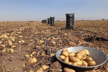 نبود بازار و مشکل نقدینگی؛ سیب‌زمینی‌کاران اردبیل در انتظار چاره‌جویی