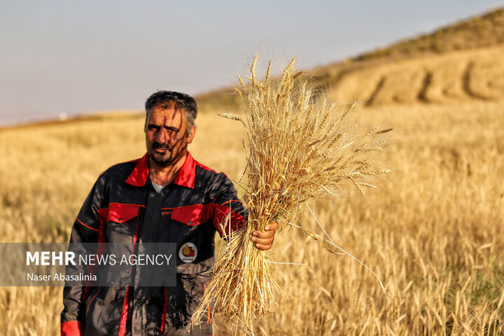 روایتی از روزهای برداشت گندم در کردستان؛ وقتی مزرعه به سیلو میرسد