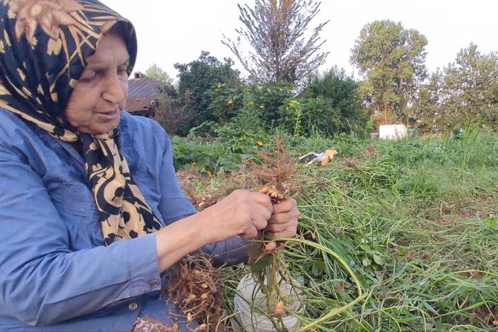 آستانه اشرفیه؛ قطب بادامزمینی در انتظار تکمیل زنجیره تولید تا بازار