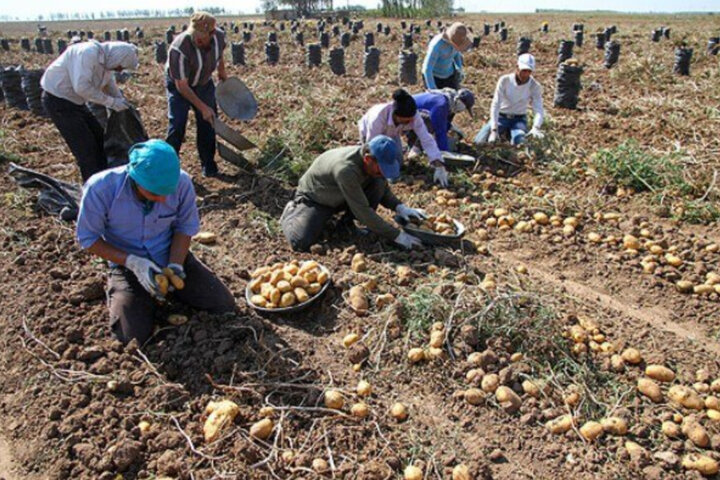 نبود بازار و مشکل نقدینگی؛ سیبزمینیکاران اردبیل در انتظار چارهجویی