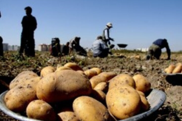 نبود بازار و مشکل نقدینگی؛ سیبزمینیکاران اردبیل در انتظار چارهجویی