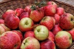 آغاز خرید توافقی سیب صنعتی و فعال‌سازی ۷۳ مرکز خرید در آذربایجان ‌غربی