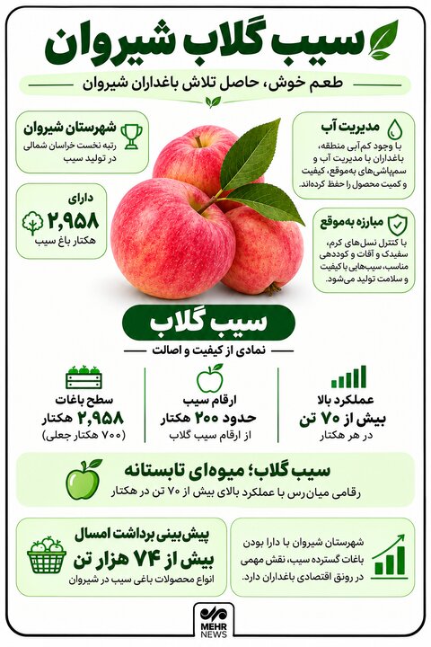 اینفوگرافیک؛ روزهای پایانی برداشت سیب گلاب در شیروان