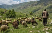 تعاون مرتعداری تنها راه نجات مراتع و اقتصاد روستا