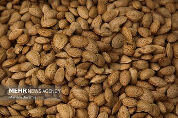 اینفوگرافیک؛ پیش‌بینی برداشت ۱۴ هزار تن بادام در آذربایجان شرقی