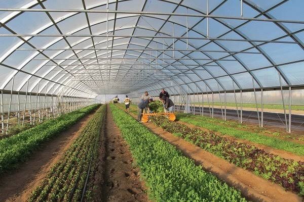 نقص در زنجیره ارزش گلخانه‌ای رزن؛ صنایع تبدیلی نیازمند بسترسازی است