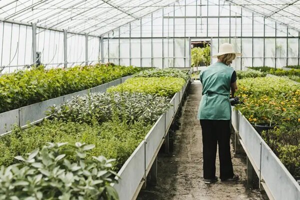 نقص در زنجیره ارزش گلخانه‌ای رزن؛ صنایع تبدیلی نیازمند بسترسازی است