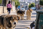 سالانه ۶۰ هزار نفر در جهان بر اثر هاری جان خود را از دست می دهند