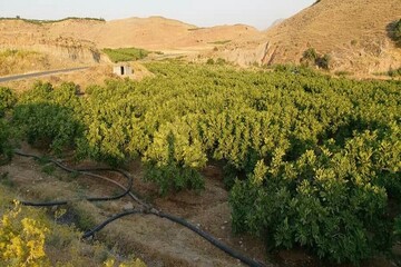«معمولان» نوپا در مسیر پیشرفت