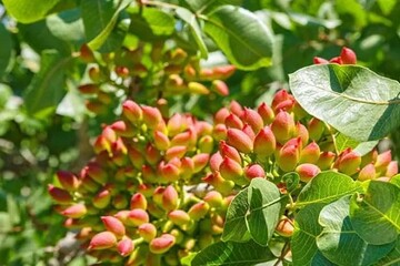کاهش تولید پسته در کرمان؛ طلای سبز کم رمق شد