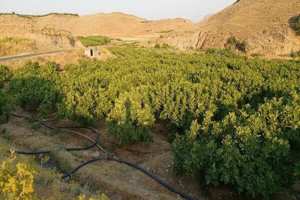 «معمولان» نوپا در مسیر پیشرفت