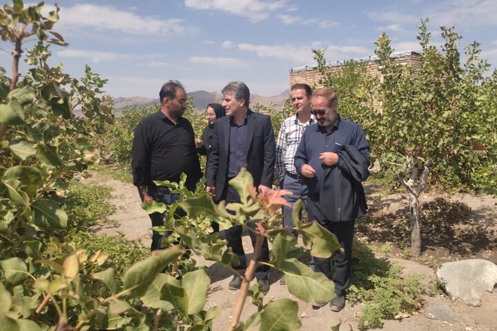 سطح زیرکشت پسته در آذربایجان‌شرقی به ۳۸۰۸ هکتار رسید