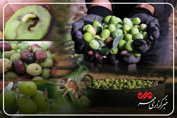 بررسی جامع: خطر مگس زیتون برای باغات کم بار گیلان؛ نسخه کارشناسان چیست؟ | مهر - کد 67a3