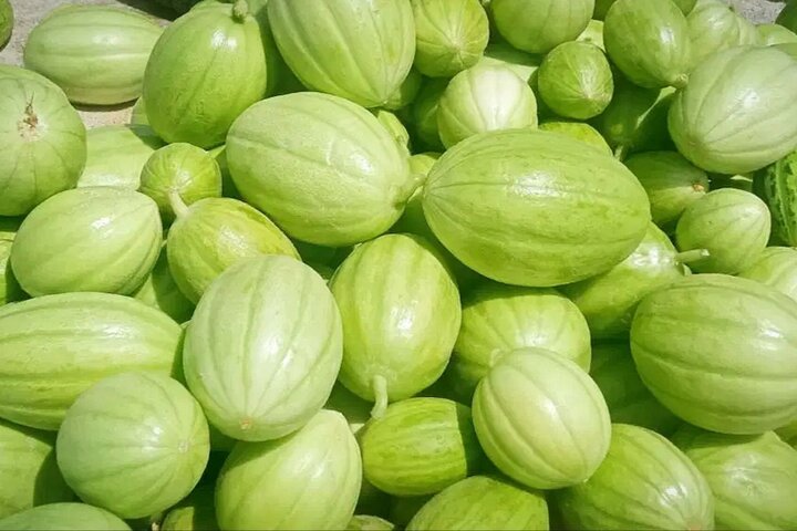 پیش‌بینی برداشت بیش از ۵ هزار تن «پشمک» از مزارع زهک