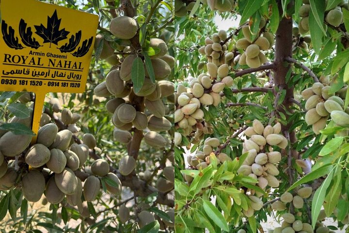 خرید نهال بادام؛ احداث یک باغ اقتصادی و پربازده