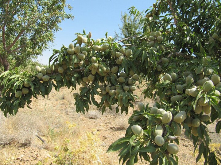 خرید نهال بادام؛ احداث یک باغ اقتصادی و پربازده