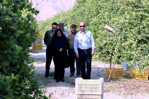پیش‌بینی برداشت بیش از ۱۵ هزار تن مرکبات از باغات دشتی