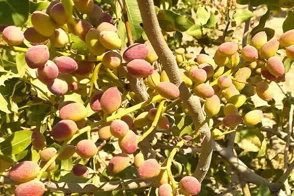 طلای سبز در زاگرس؛ پستهای که از لرستان راهی بازار میشود