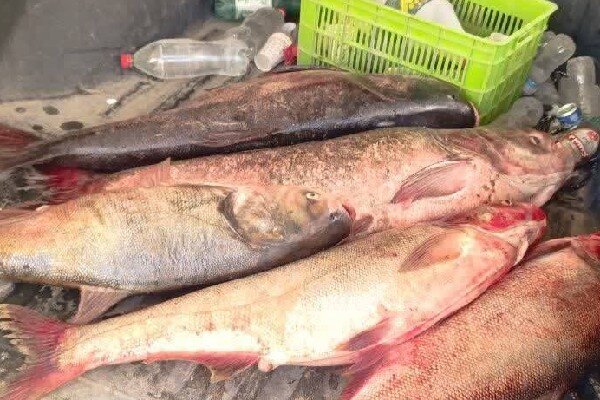 سه متخلف صید غیرمجاز ماهی در سرپل‌ذهاب دستگیر شدند