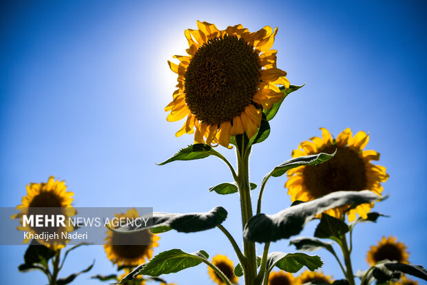 <a href='https://sayeb.ir/tag/%d9%85%d8%b2%d8%b1%d8%b9%d9%87'></div>مزرعه</a> گل آفتابگردون