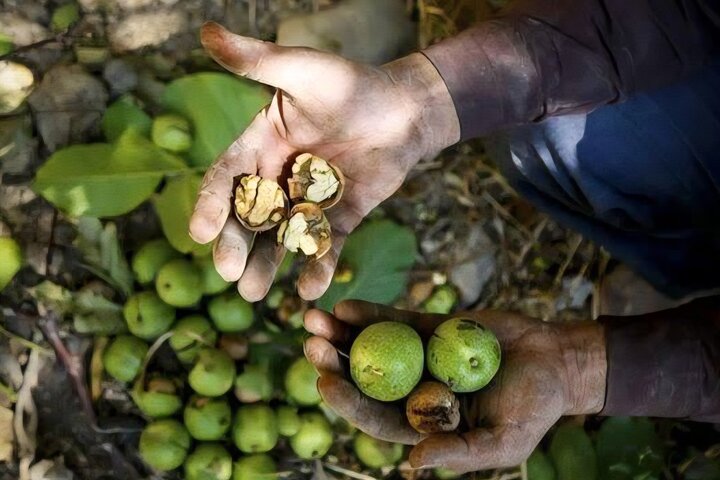 پیش‌بینی برداشت ۱۳۷۰ تن گردو در شهرستان مروست