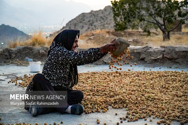 انجیرستانی به وسعت یک میراث؛ روایت فصل برداشت در استهبان