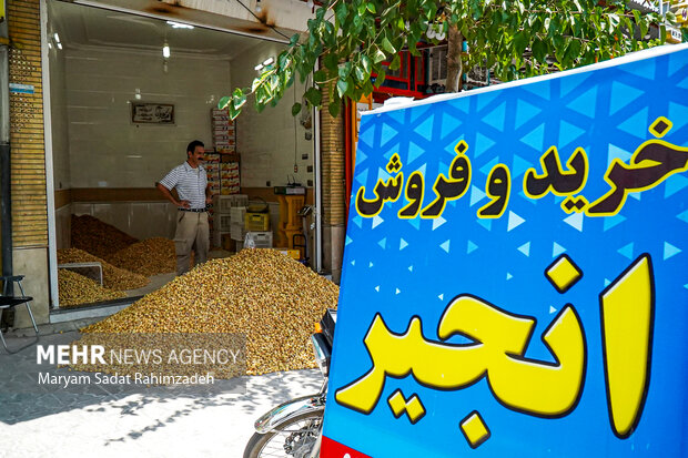 انجیرستانی به وسعت یک میراث؛ روایت فصل برداشت در استهبان