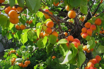 اینفوگرافیک؛ مرند، حلقه طلایی تبدیل تولیدات کشاورزی به ارزش افزوده