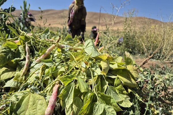 برداشت بیش از ۱۵۰۰ تن لوبیا از مزارع شهرستان بن پیش‌بینی شد