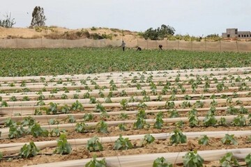 نابودی ۹۴ درصدی فعالیت‌های صنعتی و کشاورزی در غزه