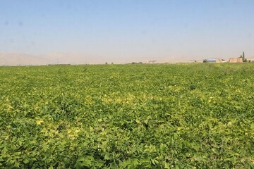 «ازنا» قطب تولید لوبیای کشور