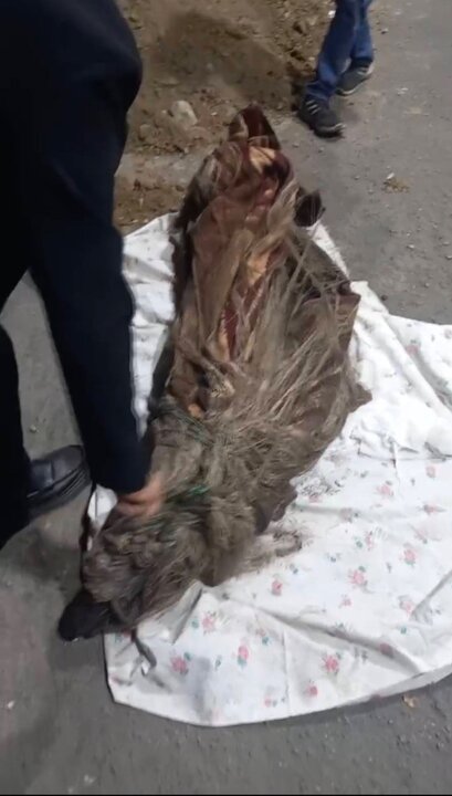 پایان ۶ سال بیخبری از زن مفقود شده؛ راز باغچه مغازه کلهپزی فاش شد