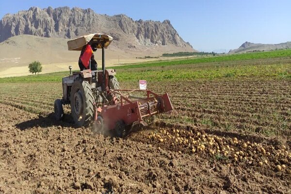 چهارمحال و بختیاری در جمع سه استان برتر تولید سیب‌زمینی بذری